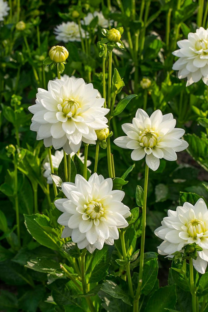 Karma Serena Decorative Dahlia - White/Pale Yellow - 1 Top Size Root Clump