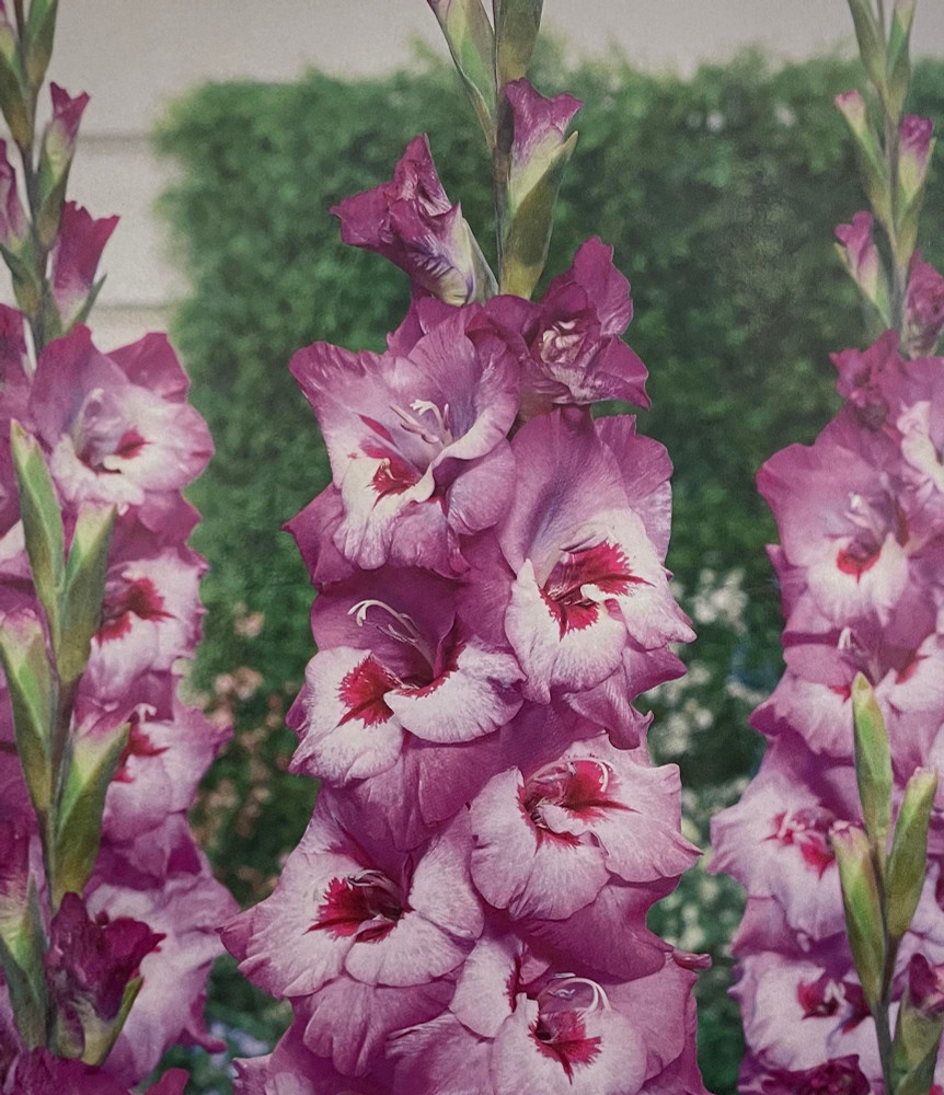 Elvive Gladiolus 10 Bulbs - 12/14 cm - BiColor Purple/White - NEW