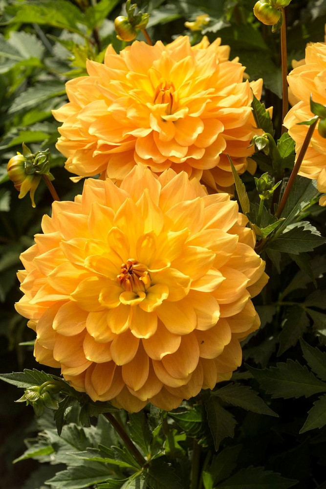 Karma Gold Decorative Dahlia - 1 Bulb Clump - Bright Golden Yellow