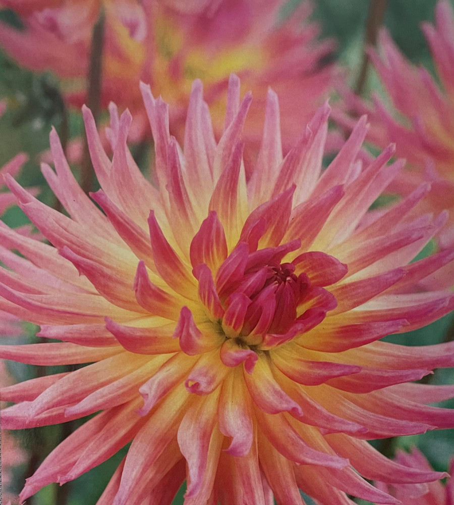 Karma Sangria Cactus Dahlia - Yellow/Pink BiColor - #1 Size Root Clump