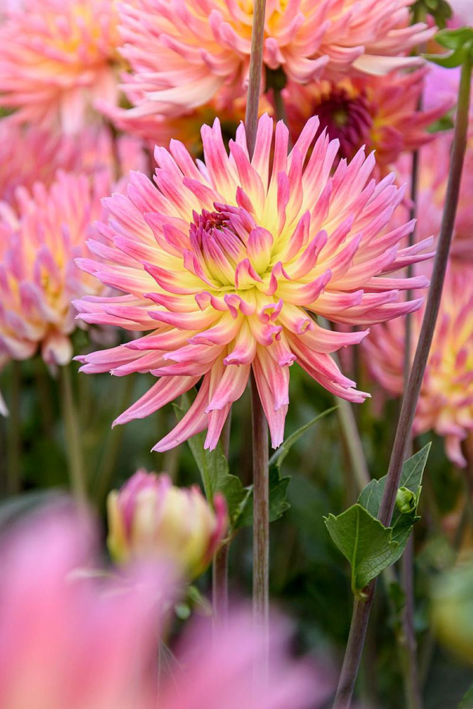 Karma Sangria Cactus Dahlia - Yellow/Pink BiColor - #1 Size Root Clump