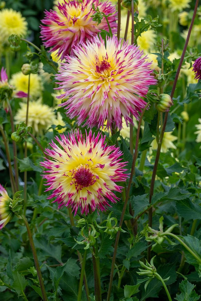 Lindsay Michelle Dahlia - Dinnerplate Fimbriata Flower - #1 Size Root Clump - NEW