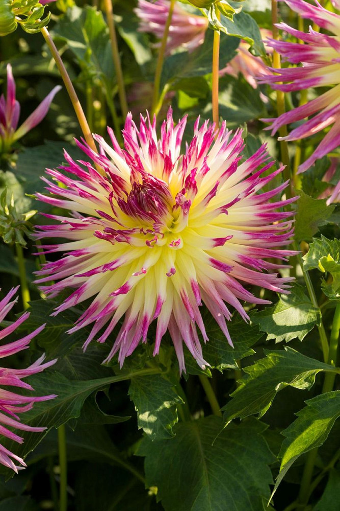 Lindsay Michelle Dahlia - Dinnerplate Fimbriata Flower - #1 Size Root Clump - NEW