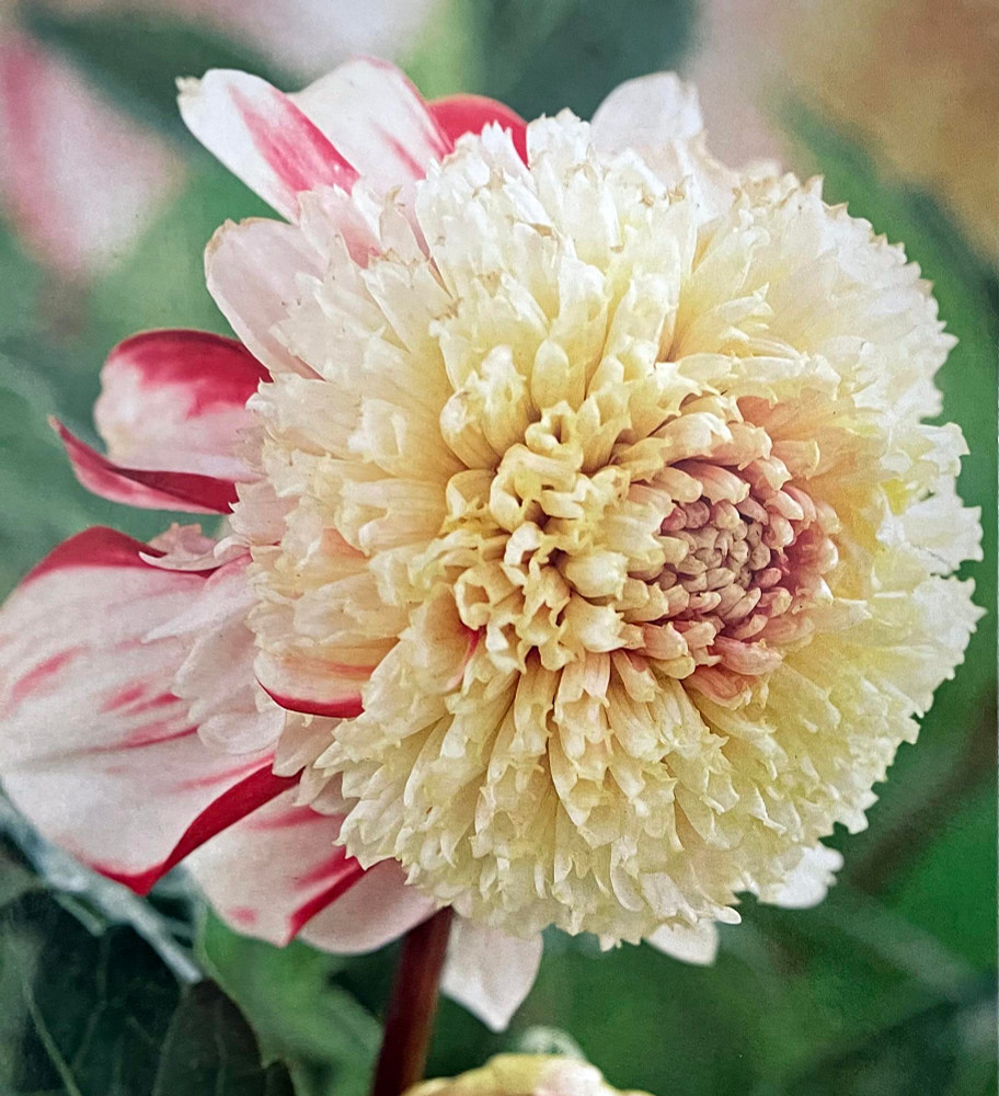 Bon Odori Powder-Puff Dahlia - #1 Size Root Clump - White/Red