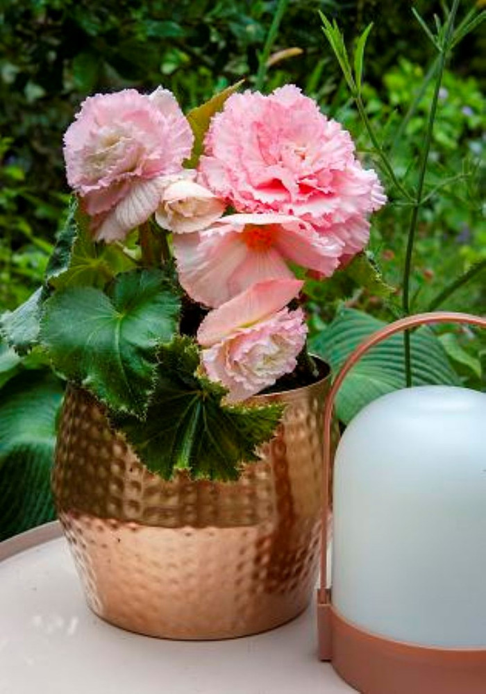 Crispa White/Pink Dinner Plate Begonia - 2 Bulbs 5/6cm - Double Blooms
