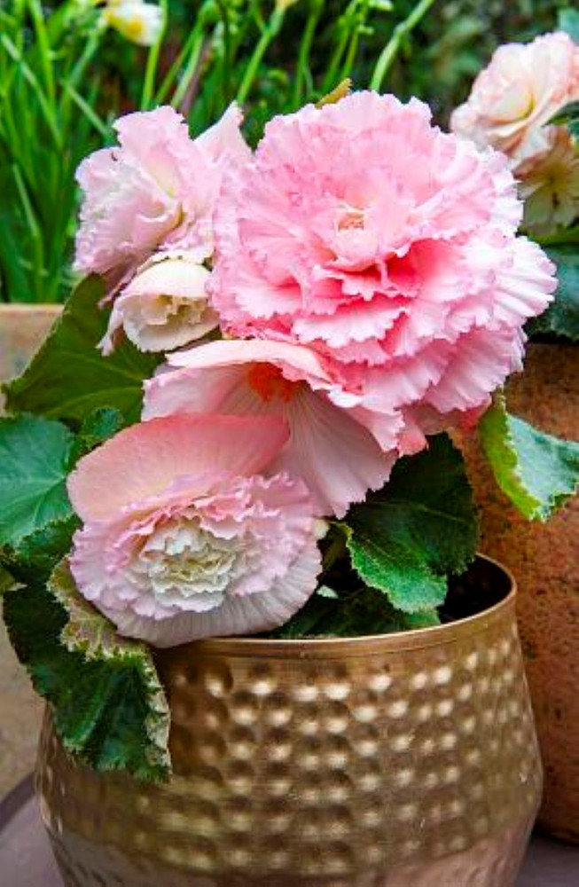 Crispa White/Pink Dinner Plate Begonia - 2 Bulbs 5/6cm - Double Blooms