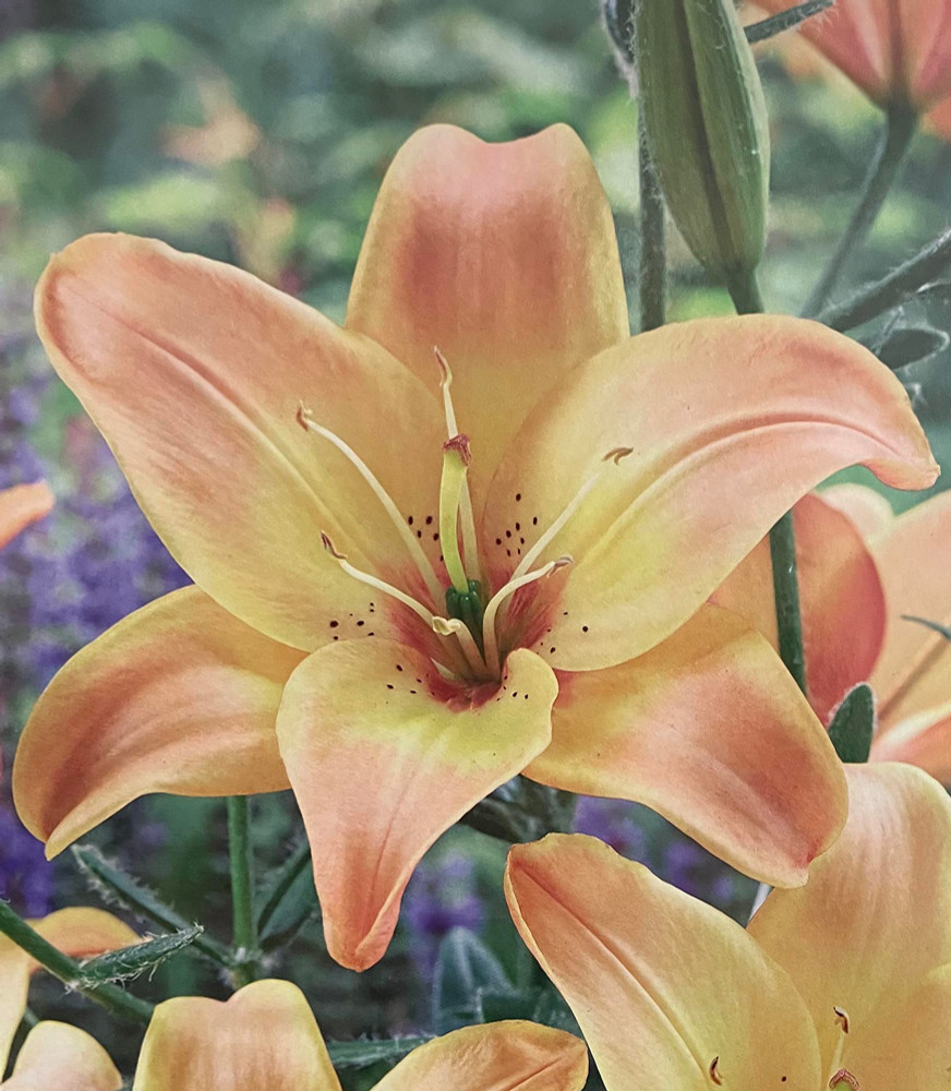 Easy Fantasy Asiatic Lily 3 Bulbs - Yellow/Apricot Blooms - 14/16cm Bulbs