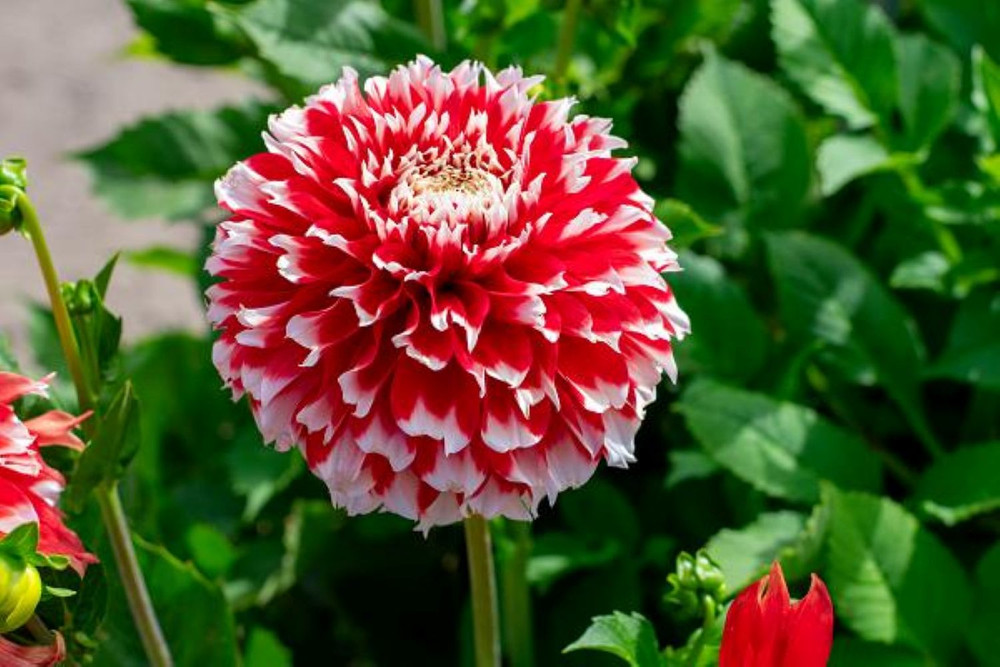 Noel Dahlia - Dinnerplate Fimbriata Flower - #1 Size Root Clump - NEW