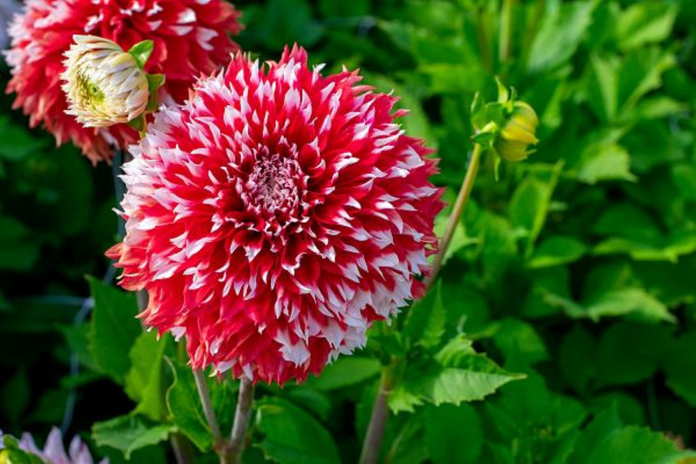 Noel Dahlia - Dinnerplate Fimbriata Flower - #1 Size Root Clump - NEW