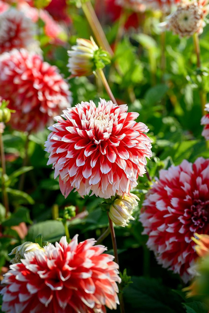 Noel Dahlia - Dinnerplate Fimbriata Flower - #1 Size Root Clump - NEW