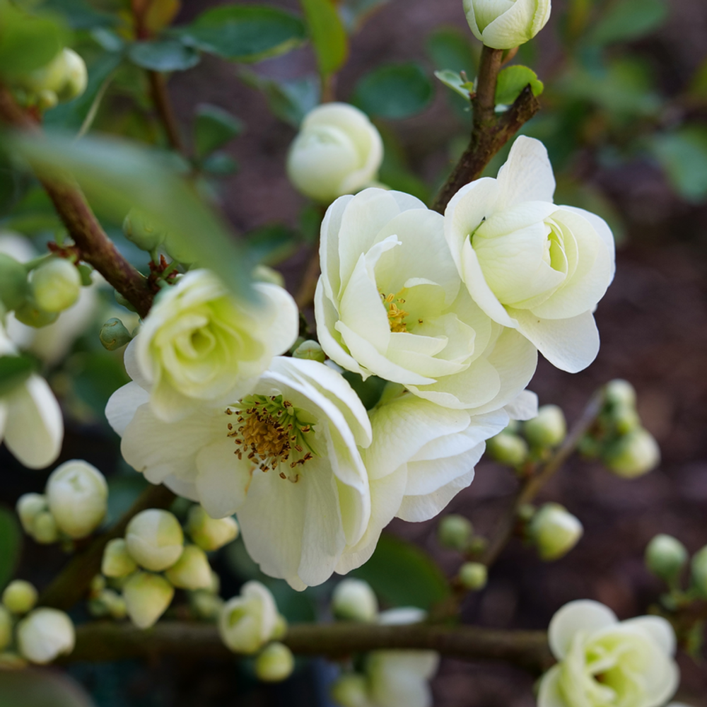 Double Take Eternal White - Flowering Quince - Proven Winners - 4 Pot