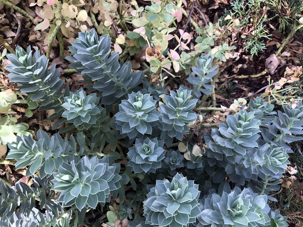 Donkey Tail Spurge Perennial - Euphorbia myrsinites - 4" Pot