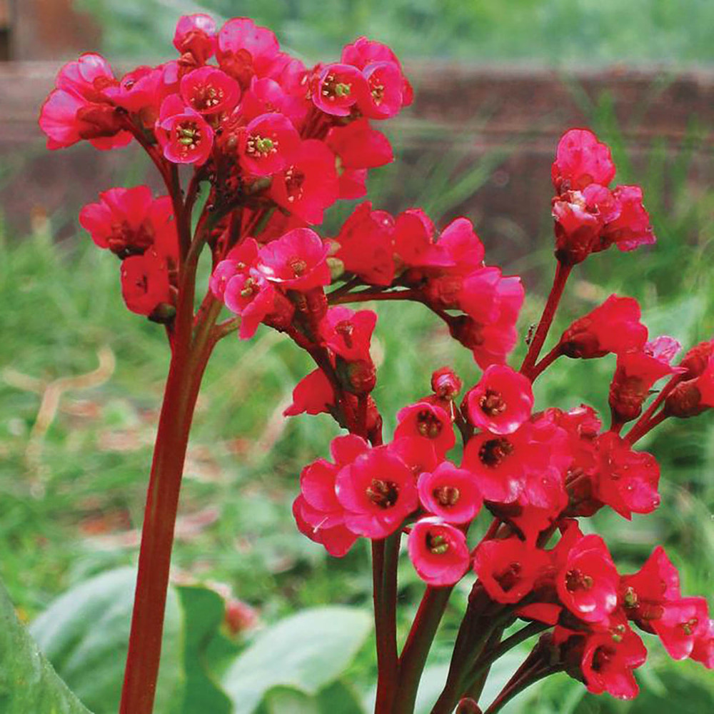 Red Beauty Hardy Bergenia cordifolia - 4" Pot- Very Hardy/Shade
