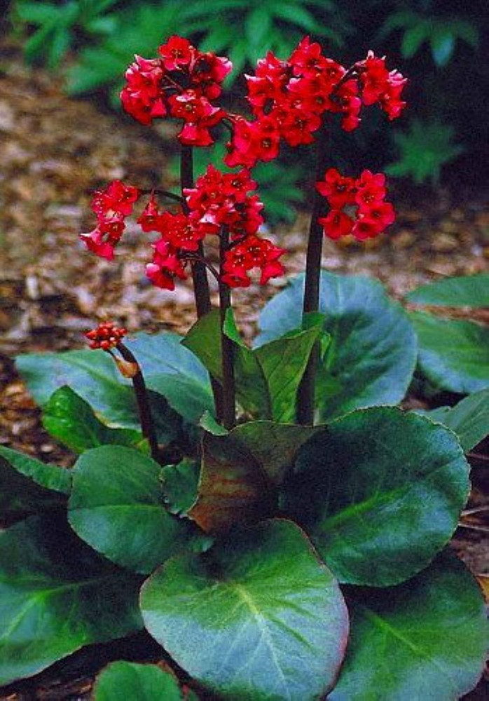 Red Beauty Hardy Bergenia cordifolia - 4" Pot- Very Hardy/Shade