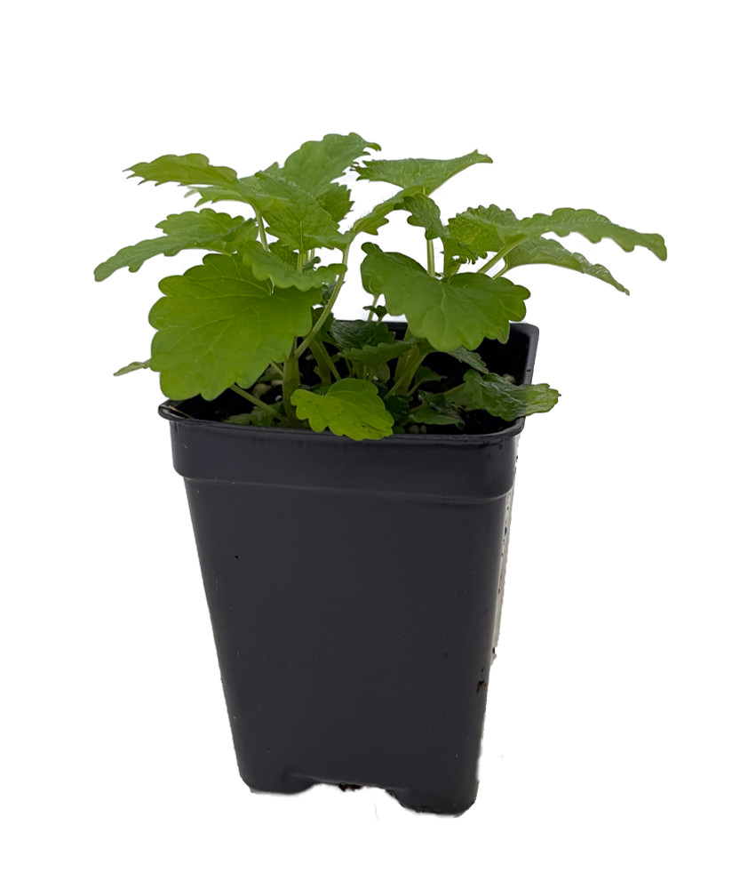 Lemon Balm Perennial - Melissa officinalis - 2.5" Pot