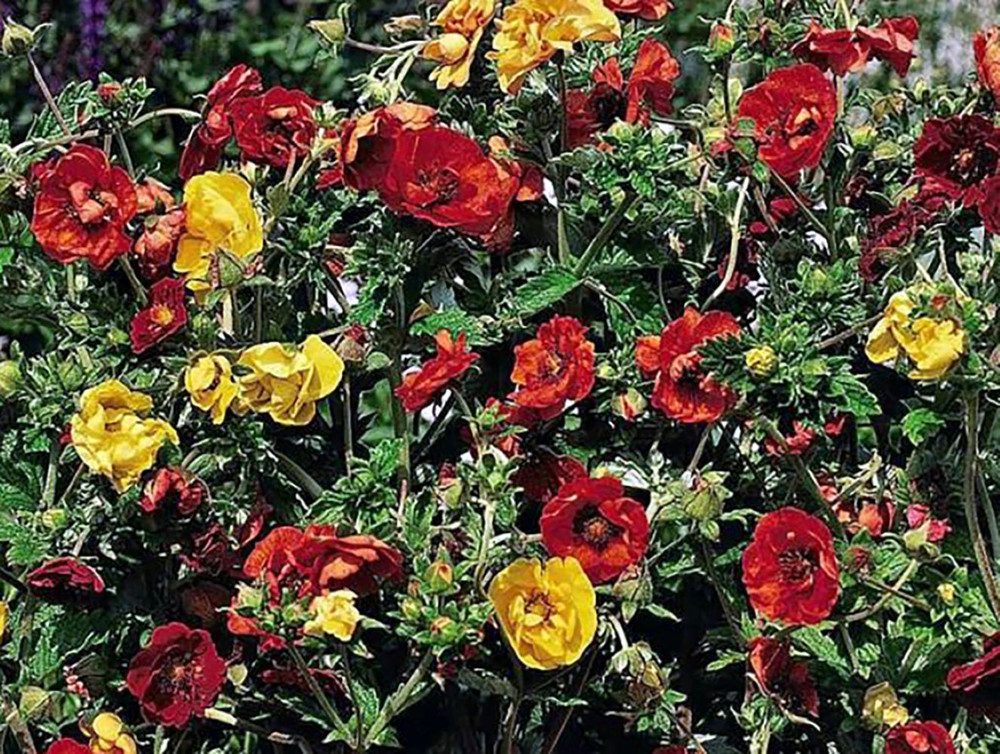 Fireball Perennial Cinquefoil - Potentilla atrosanguinea - 4" Pot