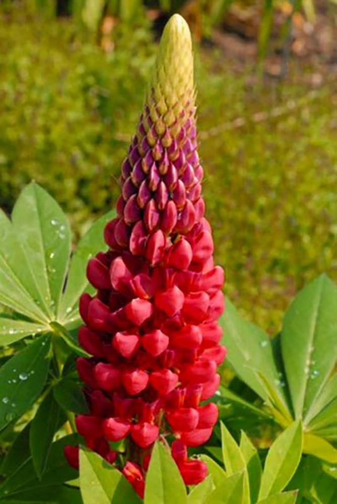 Morello Cherry Lupine Perennial Plant - Lupinus regalis - 4" Pot