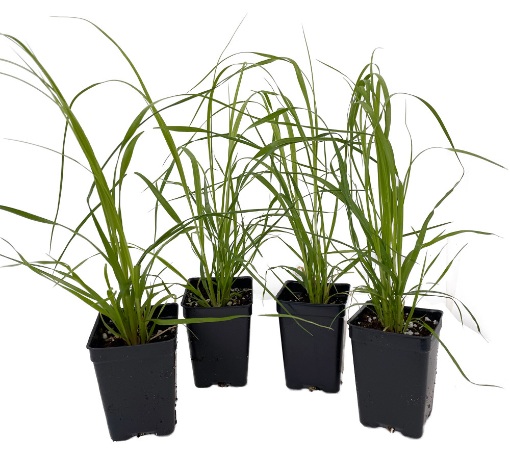 4 Pink Pampas Grass Plants - Cortaderia selloana rosea - 2.5" Pot