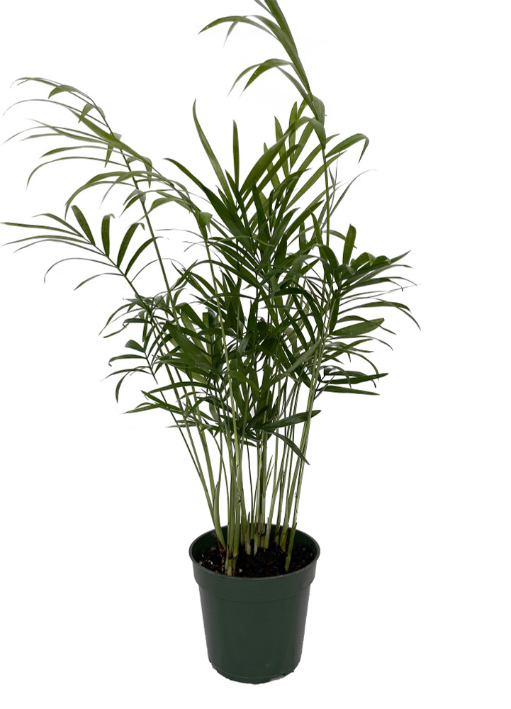 Hirt's Parlor Palm - Chamaedorea Neanthe Bella - 4" Pot - Live Plant