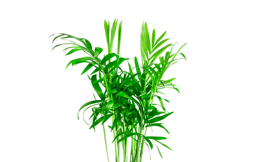 Hirt's Parlor Palm - Chamaedorea Neanthe Bella - 4" Pot - Live Plant