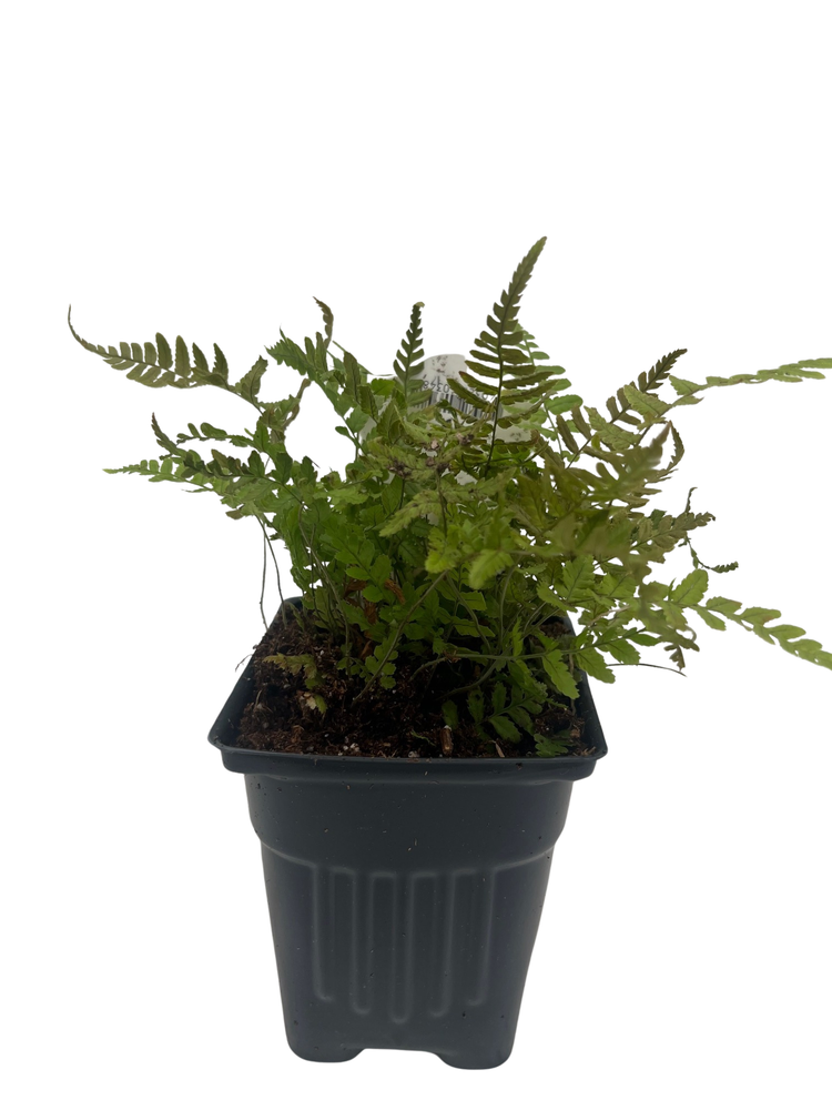 Jurassic Gold Wood Fern - Dryopteris wallichiana - 4" Pot