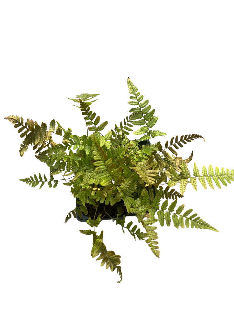 Jurassic Gold Wood Fern - Dryopteris wallichiana - 4" Pot