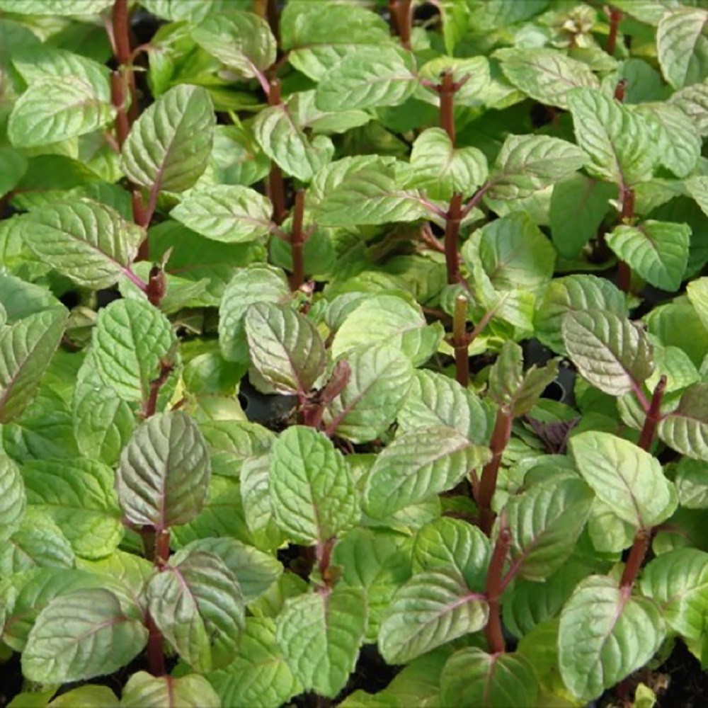Berries & Cream Mint - Grow Indoors or Out - 3" Pot