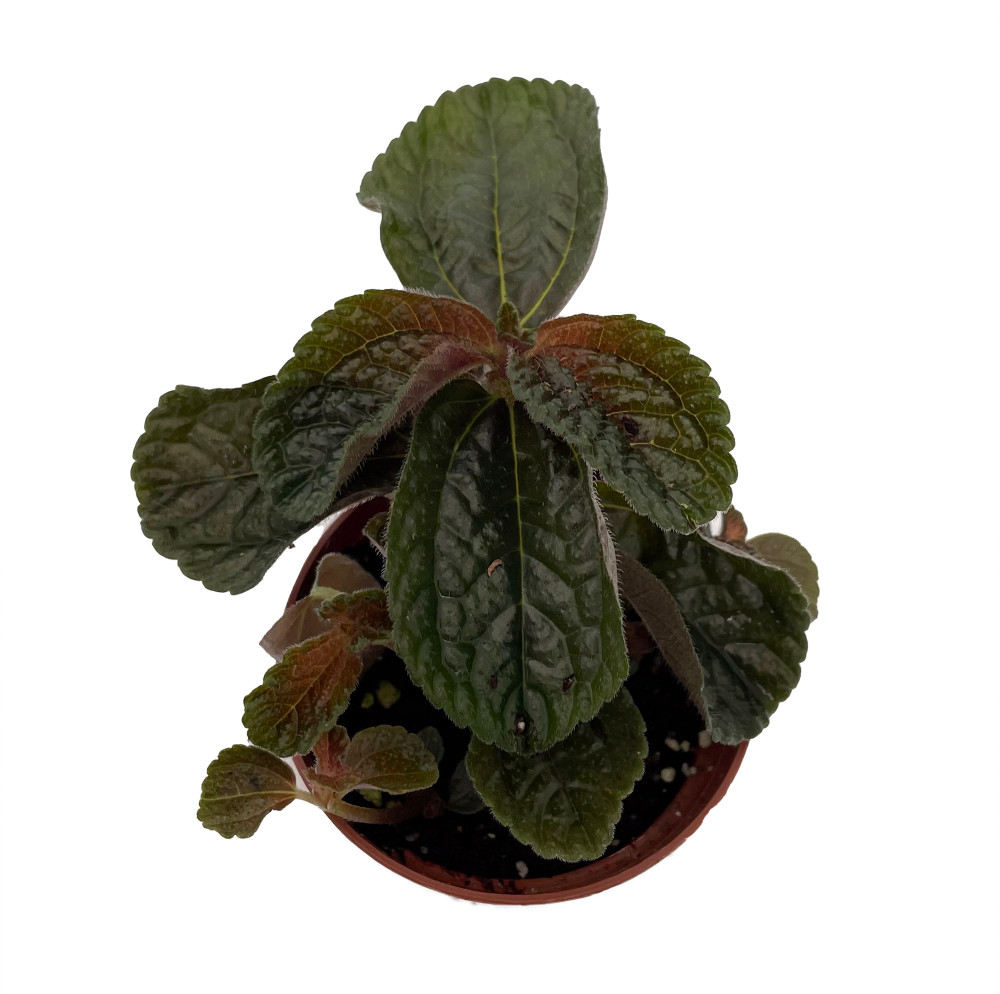 Chocolate Pilea Plant - Dark Mysterious Foliage - 2.5" Pot