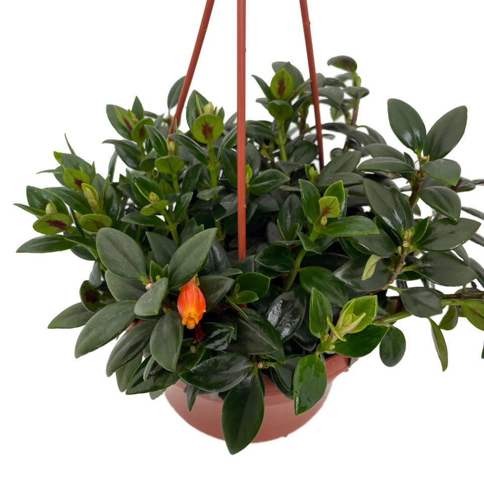 Magnot Goldfish Plant - Nematanthus - 6" Hanging Basket - Blooms Frequently!