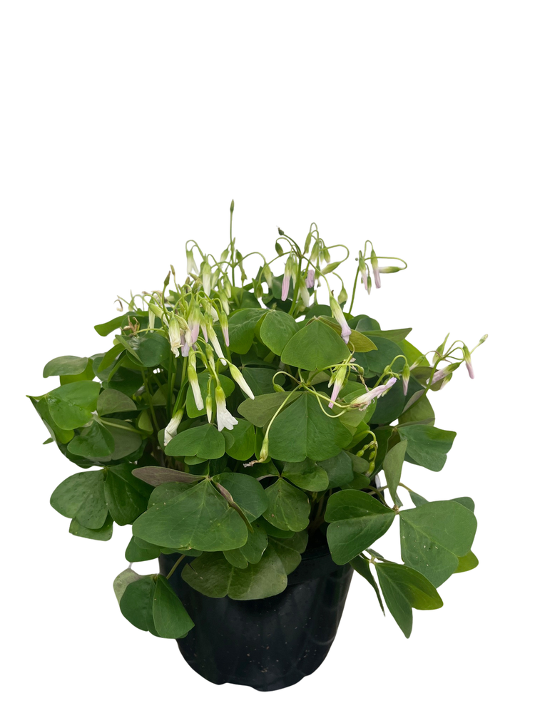 Green Shamrock Plant - Lavender/White Flowers - Oxalis - 6" Pot