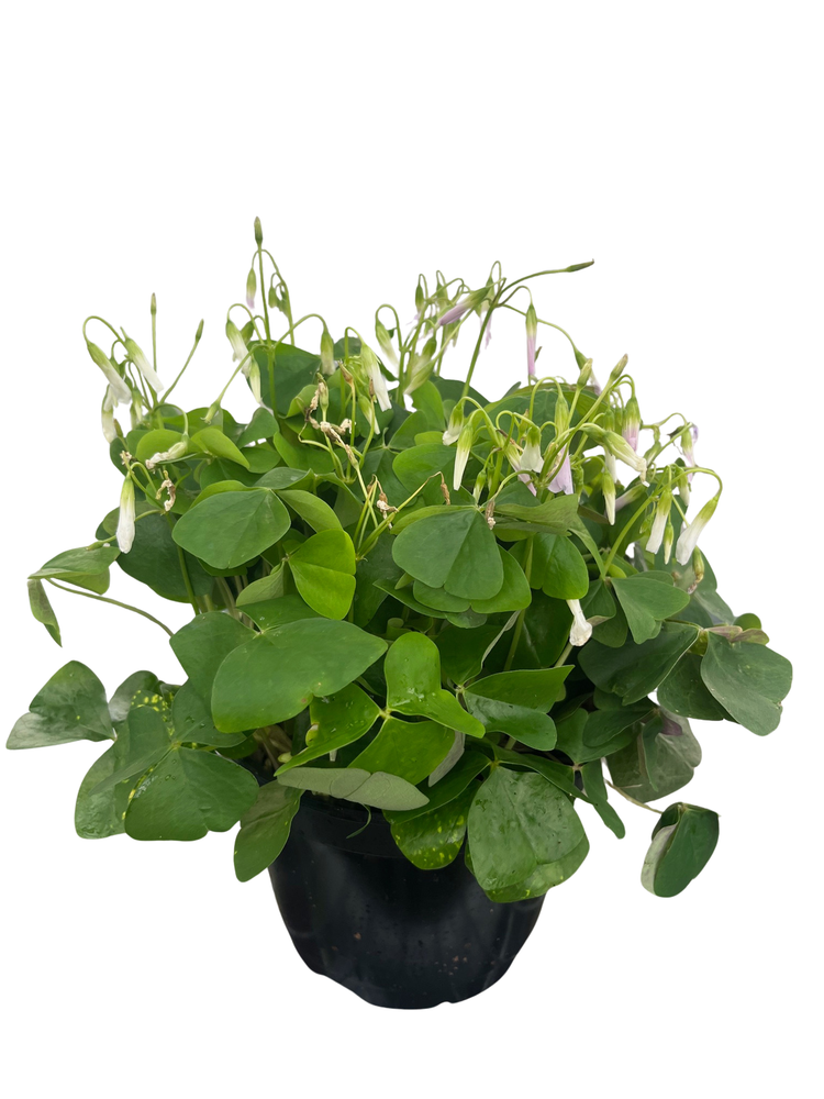 Green Shamrock Plant - Lavender/White Flowers - Oxalis - 6" Pot