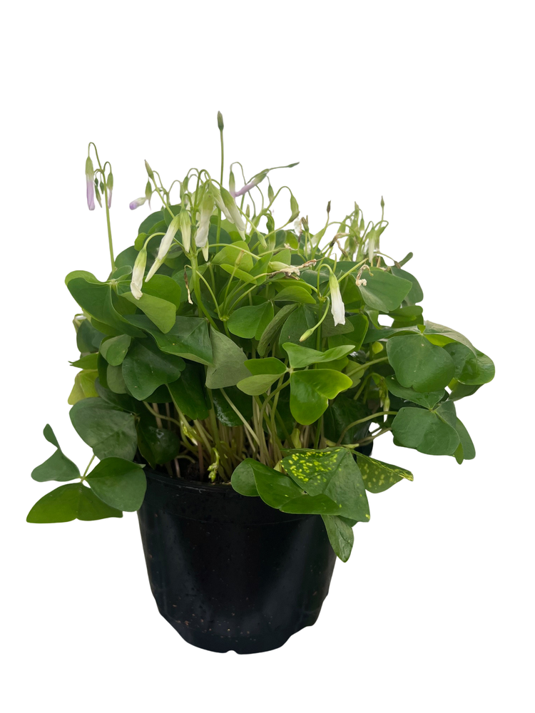 Green Shamrock Plant - Lavender/White Flowers - Oxalis - 6" Pot