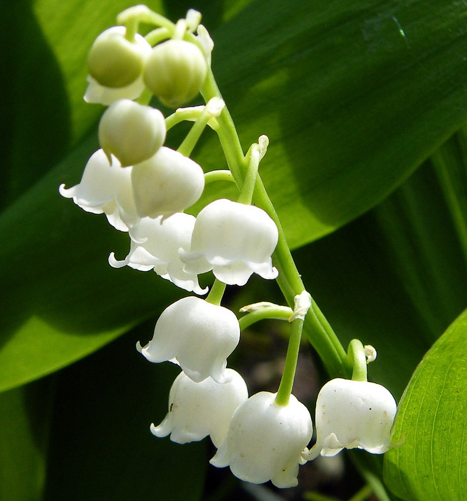 White Lily of the Valley 6 Pips - Convallaria majalis - Great for Shade!