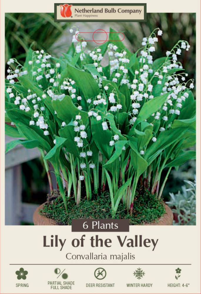 White Lily of the Valley 6 Pips - Convallaria majalis - Great for Shade!