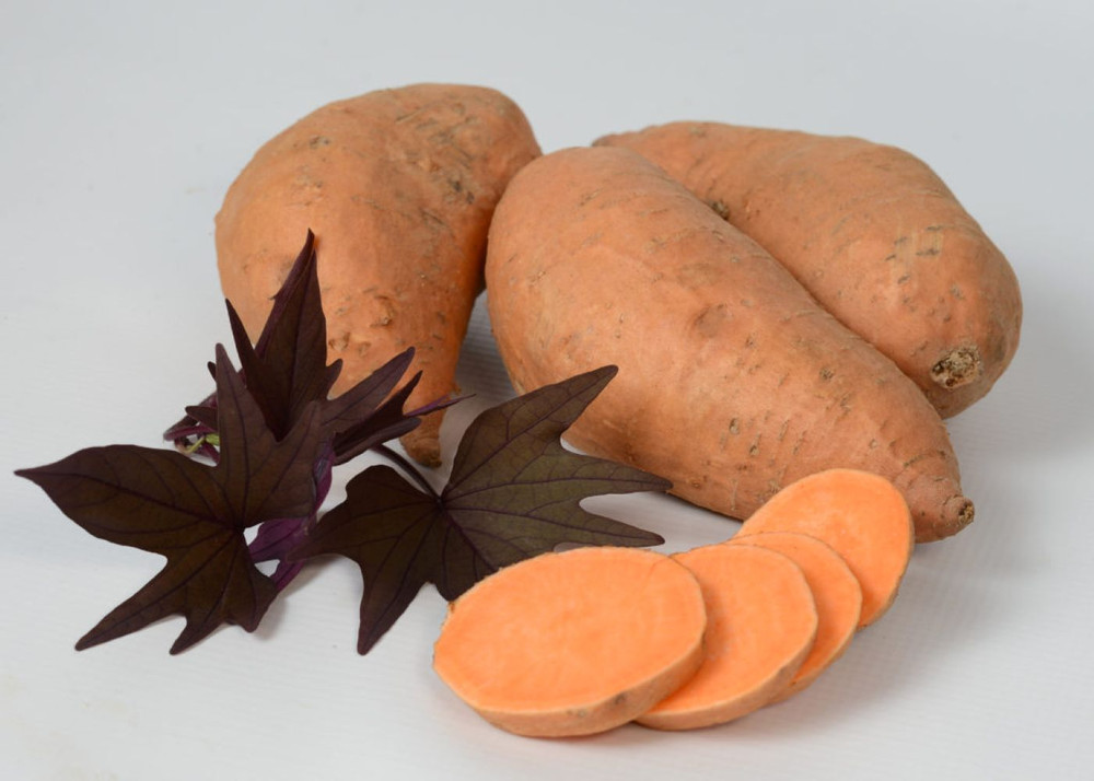 Bayou Belle Sweet Potato - #1 Seed Tuber - NEW