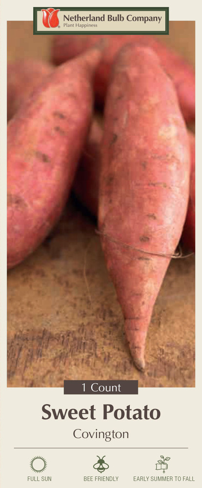 Covington Sweet Potato - #1 Seed Tuber