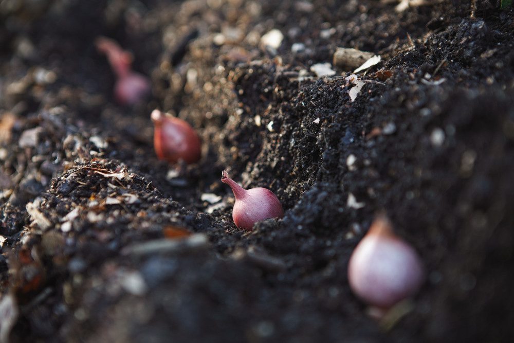 Red Shallots - 15 Bulbs - 9/15 cm Bulbs - Preferred by Chefs