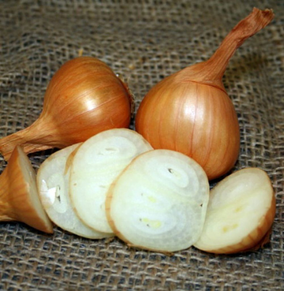 Dutch Yellow Shallots - 15 Bulbs - 7/13 cm bulbs