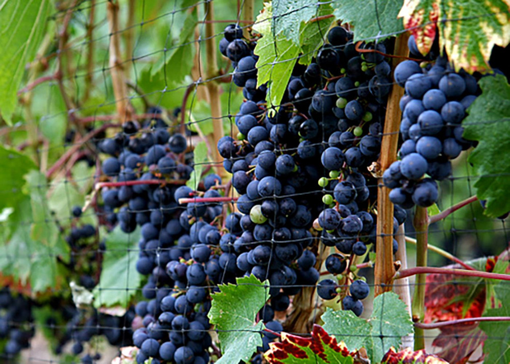 Concord Seedless Blue Grape Vine Plant - 1 Year Plant - No Shipping to Washington State or Oregon