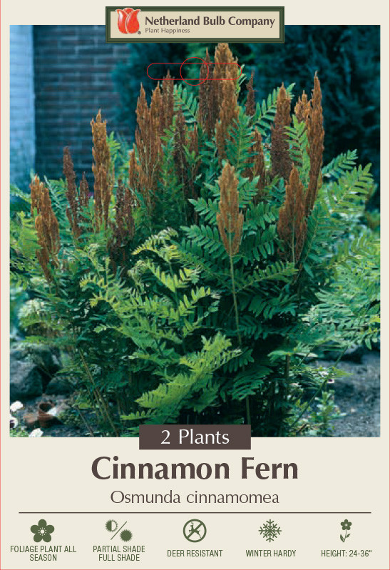 Hardy Cinnamon Fern - Osmunda cinnamomea - 2 Top Size Roots