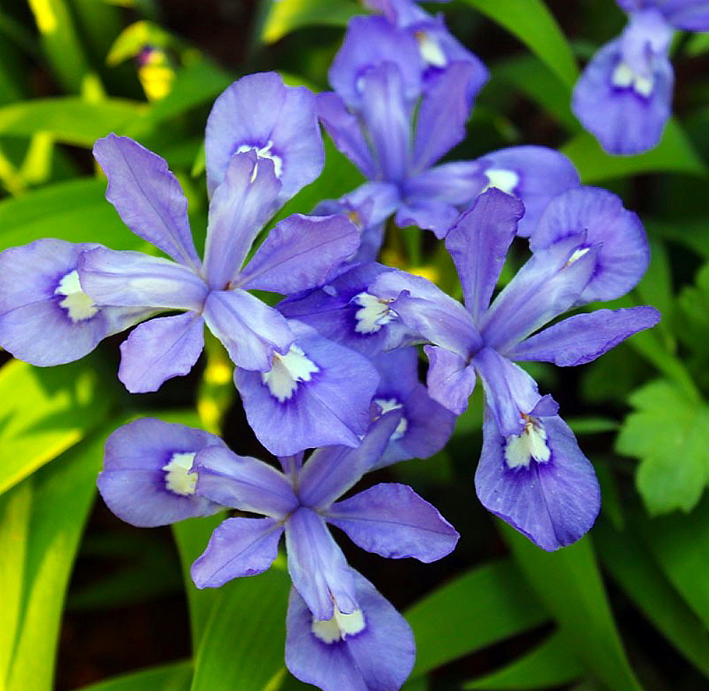 Dwarf Crested Iris cristata - Violet-Blue Flowers - 2 Top Size Bareroots