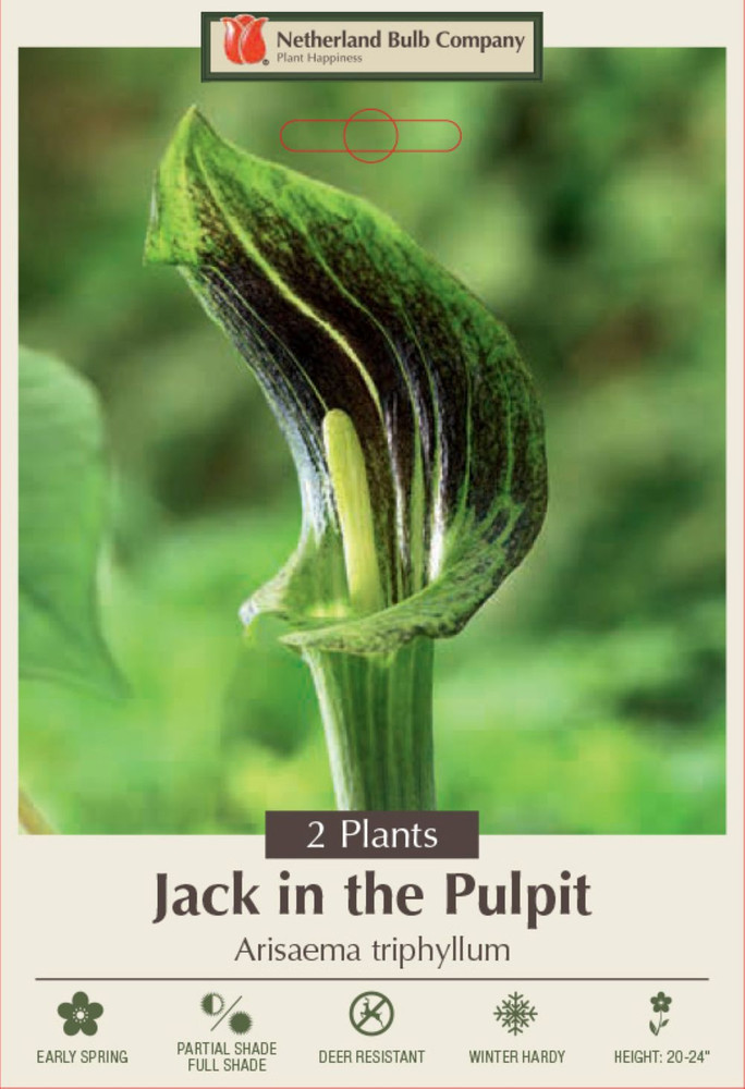 Jack-in-the-Pulpit/Cobra Lily - Arisaema triphyllum - 2 Top Size Bulbs