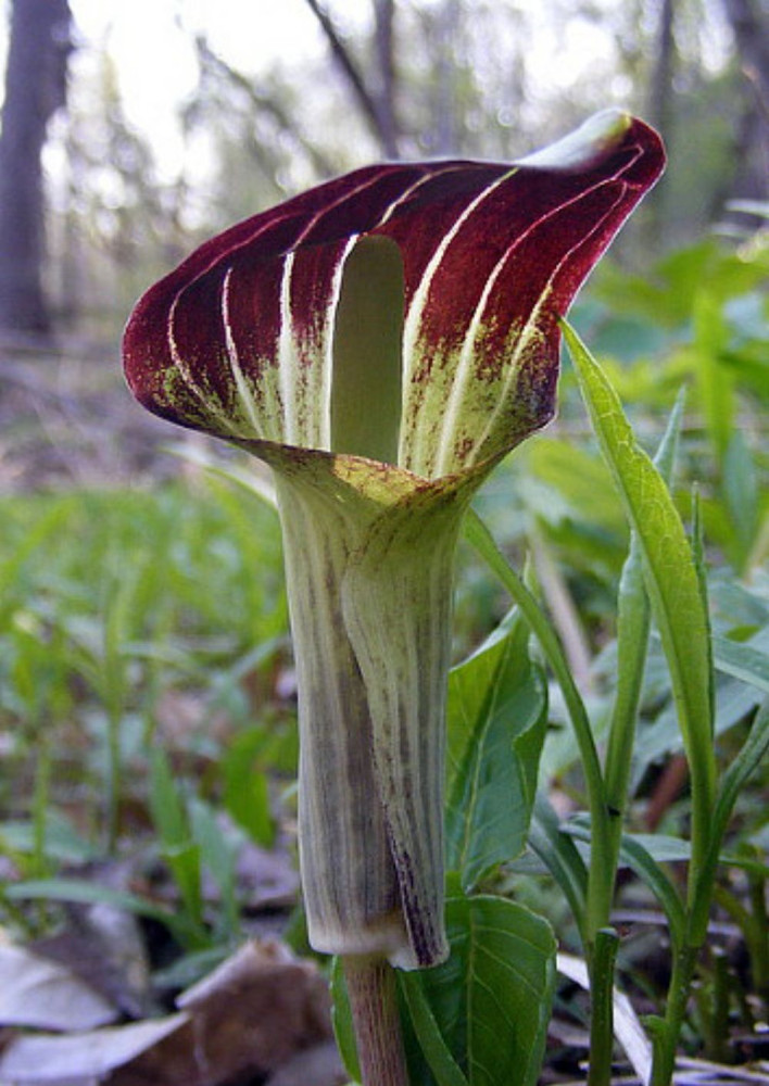Jack-in-the-Pulpit/Cobra Lily - Arisaema triphyllum - 2 Top Size Bulbs