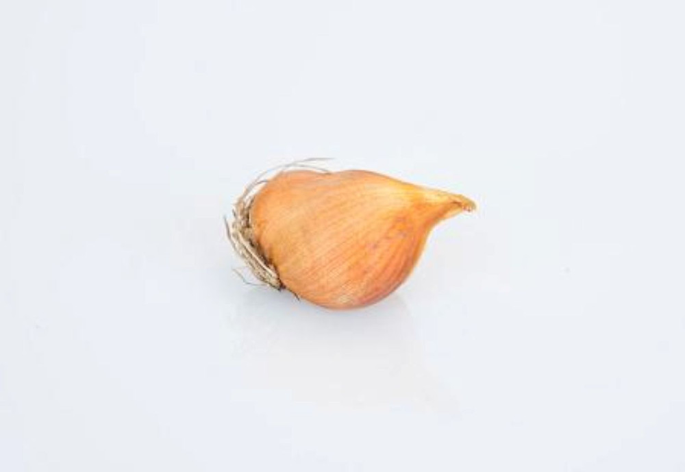 Starfish Iris - Ferraria crispa - Top Size Bulb