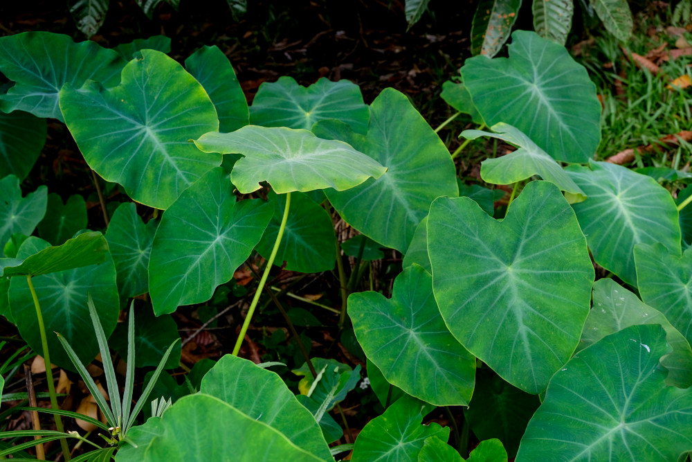 Elephant Ear - 1 Large Bulb 13/15" - Colocasia esculenta
