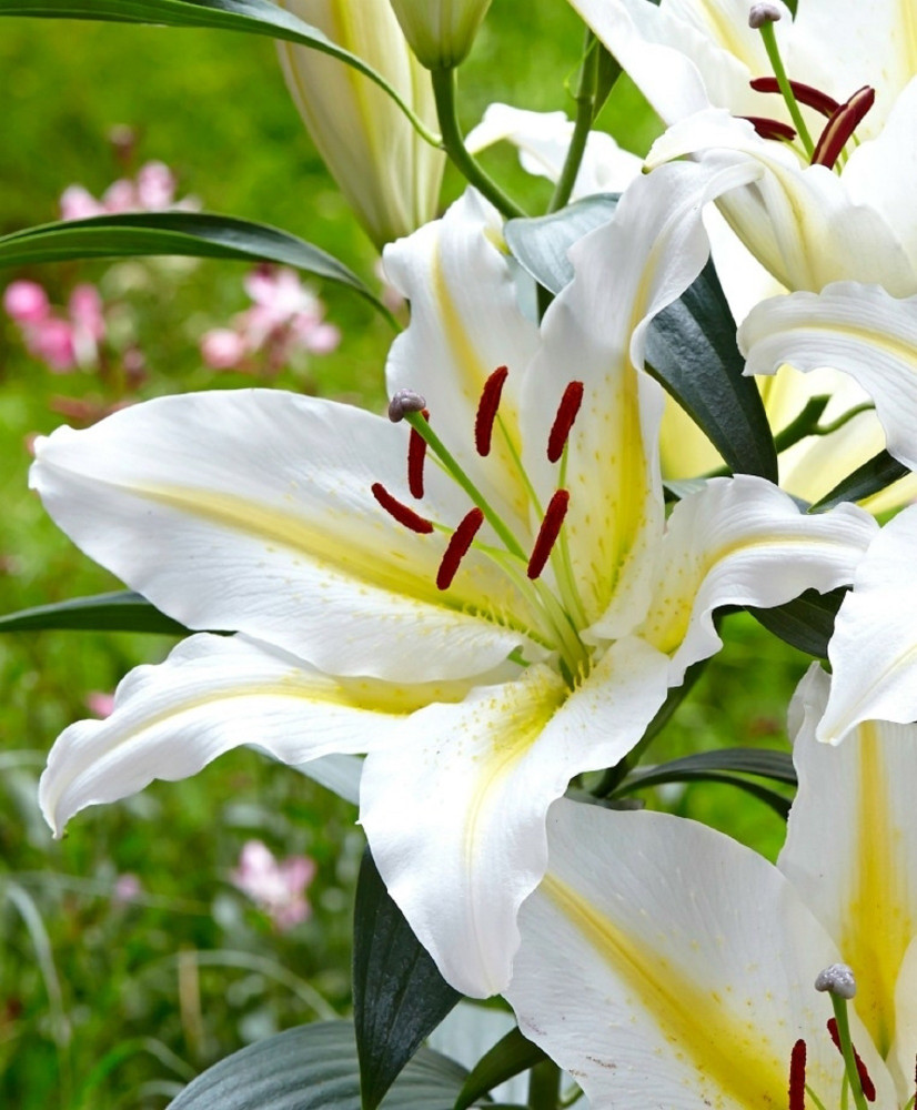 Baferrari Oriental Lily - 2 Bulbs 16/18cm - Huge 10" Blooms