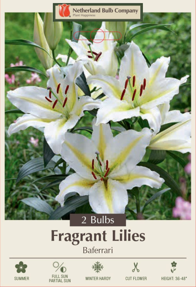 Baferrari Oriental Lily - 2 Bulbs 16/18cm - Huge 10" Blooms