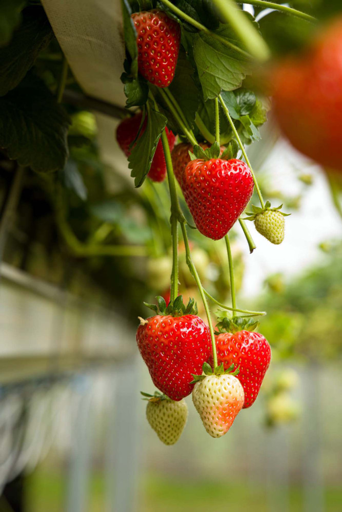 Estavana Gourmet Strawberry - Fragaria - 4 Plants - 2.5" Pots - NEW!