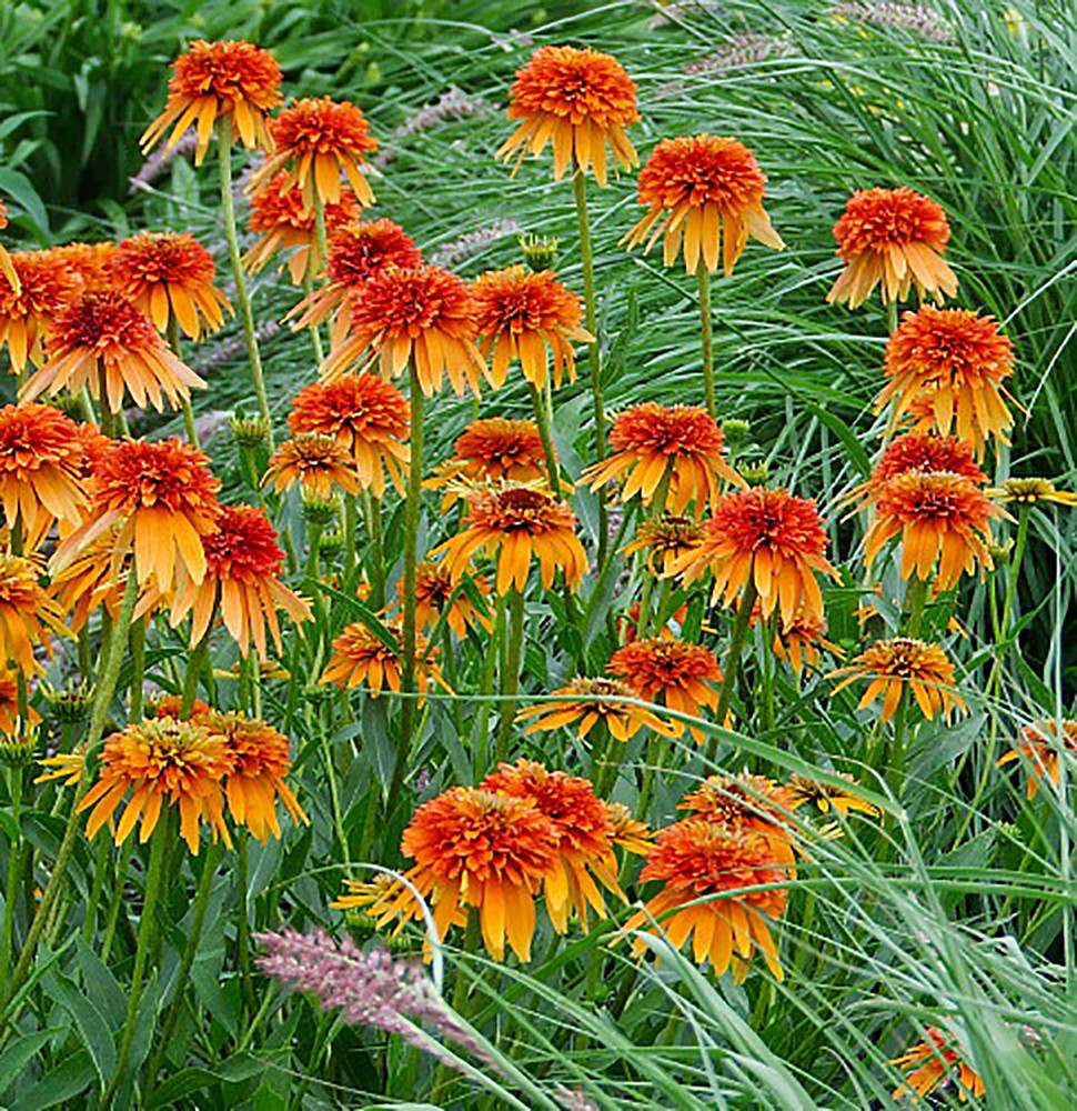 Marmalade Coneflower - Echinacea - 2.5" Pot