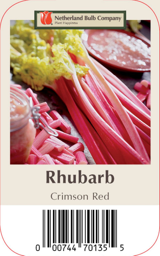 Crimson Red Rhubarb - Perennial - 1 Bare Root